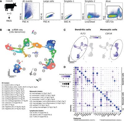 Single-cell transcriptomics reveals striking heterogeneity and functional organization of dendritic and monocytic cells in the bovine mesenteric lymph node